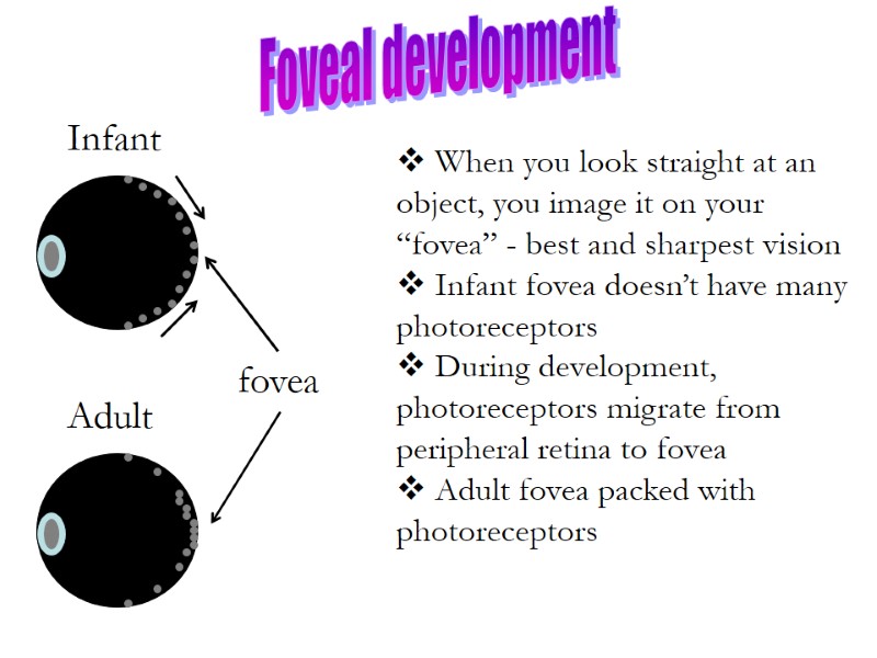 Foveal development  When you look straight at an object, you image it on
